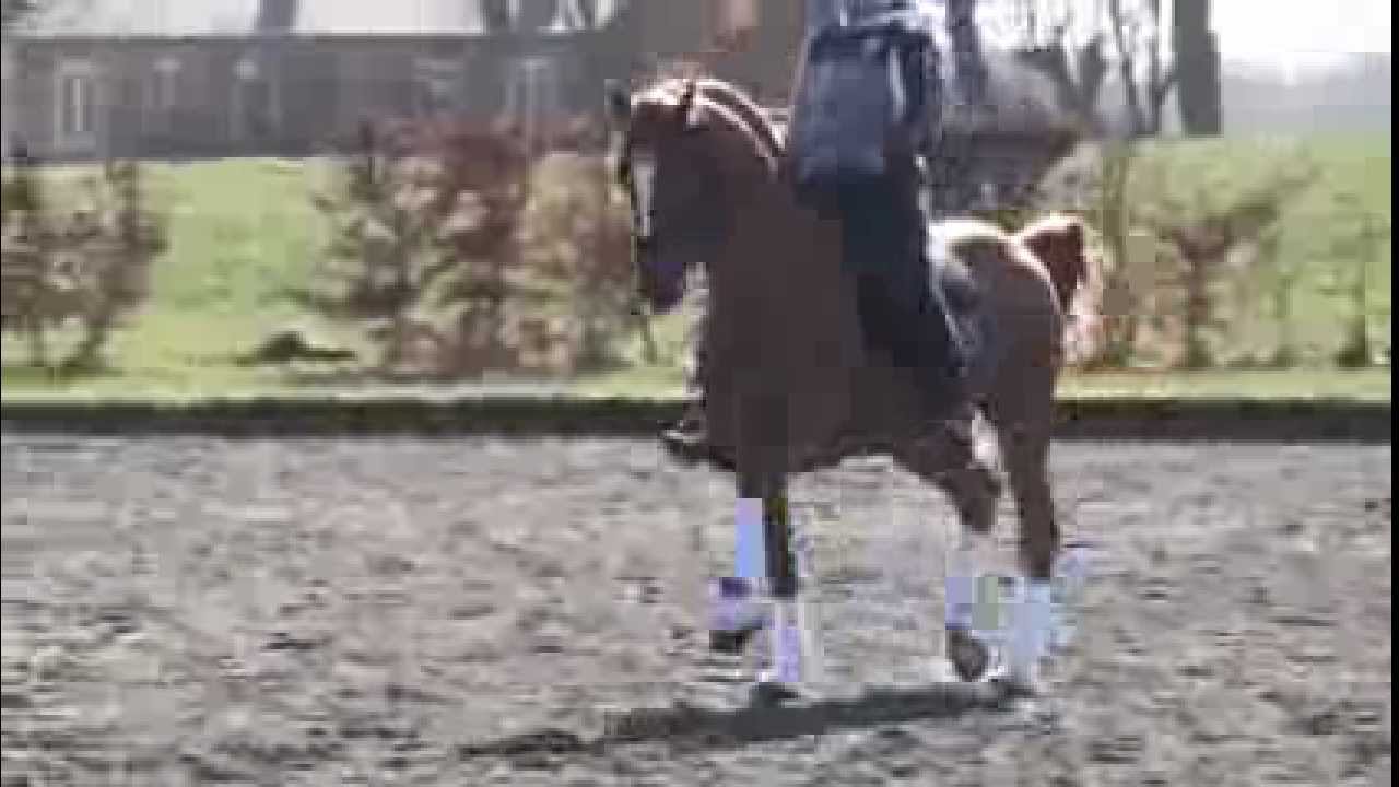 2015 Dressage Top FEI PonyFor Sale, Going Top