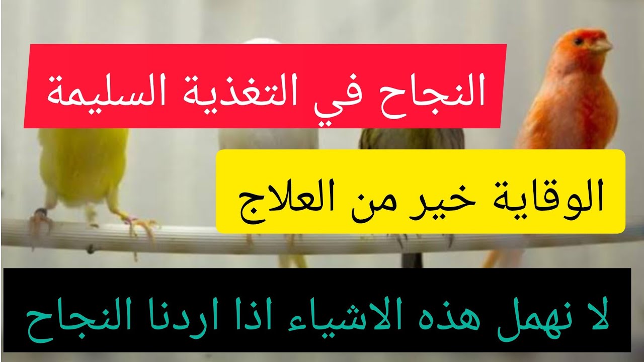 معلومات مفيدة في تربية الطيور