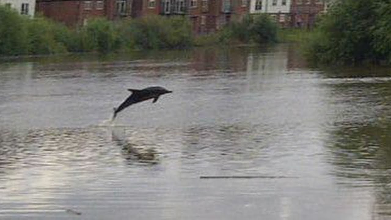 Stranded dolphin: Dave the dolphin spotted in River Dee, Flintshire