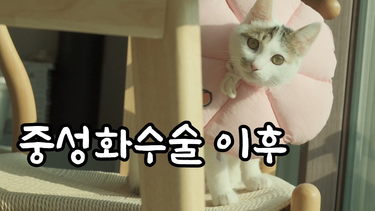 막내가 수술하고 왔는데 오빠야들이 좀 챙겨주나?