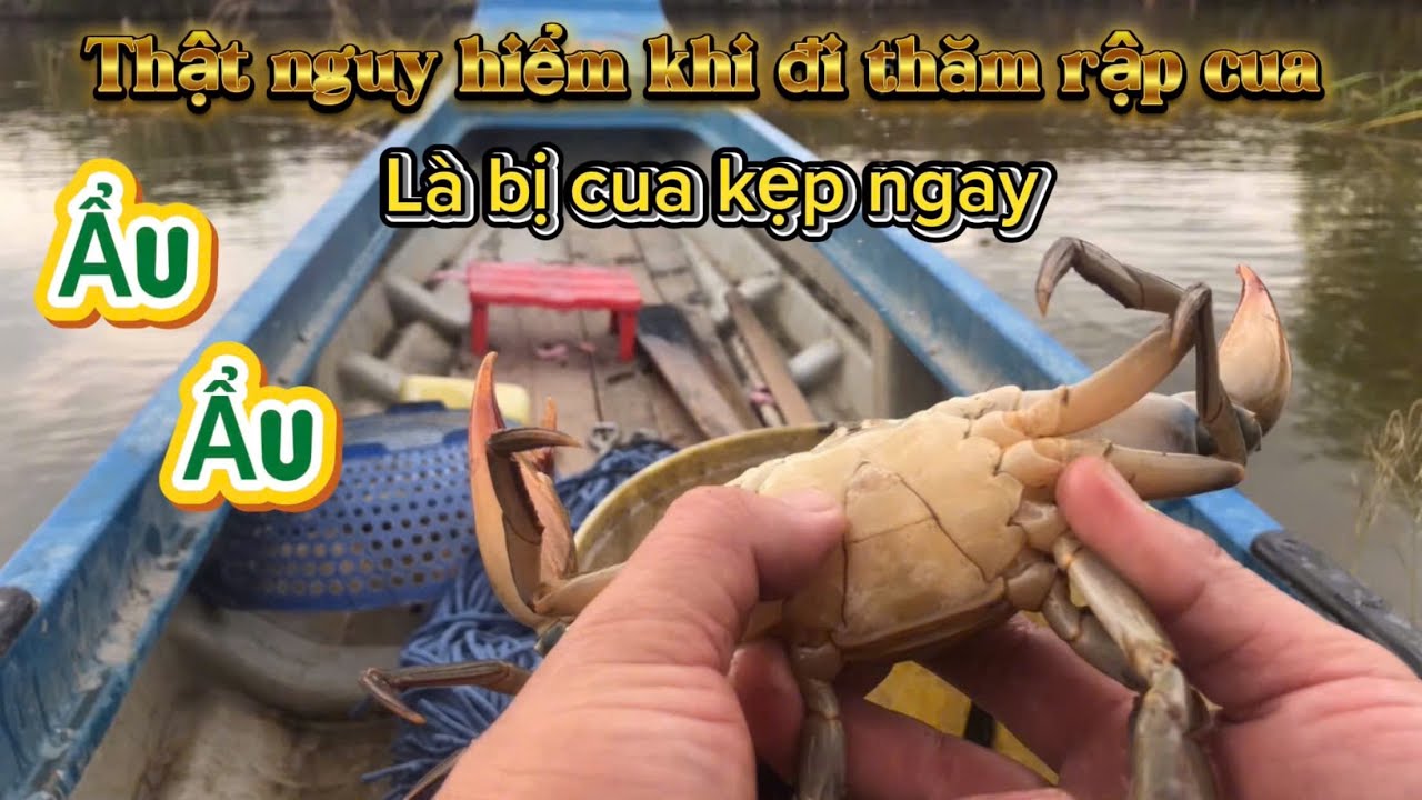 THĂM RẬP CUA Ở VUÔNG DÍNH QUÁ TRỜI CUA