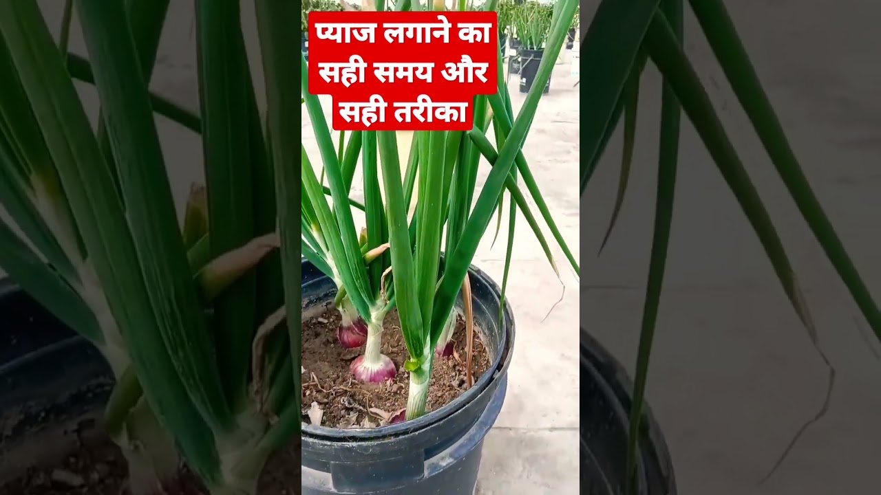 organic building farming#onion#onionki kheti#gardening #vegetable #bucket#flower #flowerlovers