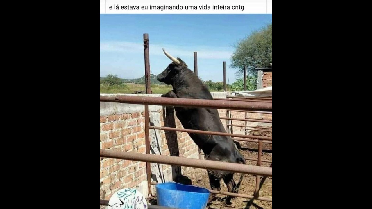 FORRÓ ROMÃNTICO - DONA DA ALEGRIA - VALDINEY SOARES MELLO - VERSÃO 02