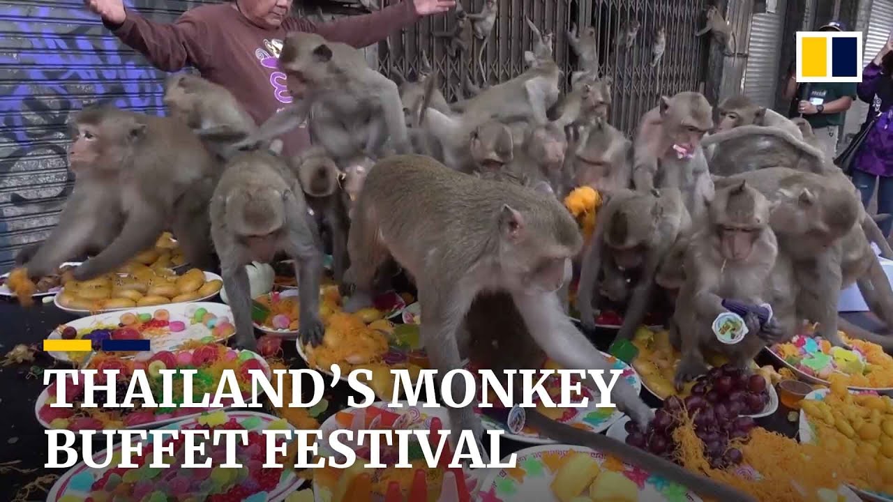 Hundreds of primates scramble for food at annual monkey festival in Thailand