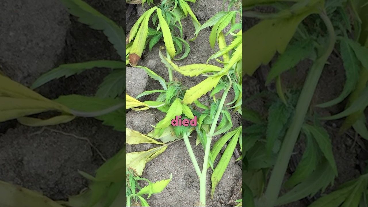 How to No Till Kings started🌱