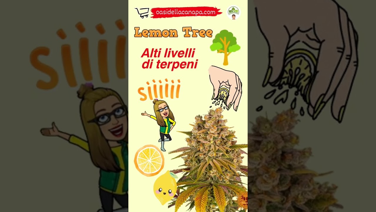 Lemon Tree di Barney's seeds 🍋 Alti livelli di terpeni 🌿 | #Shorts #OasiDellaCanapa