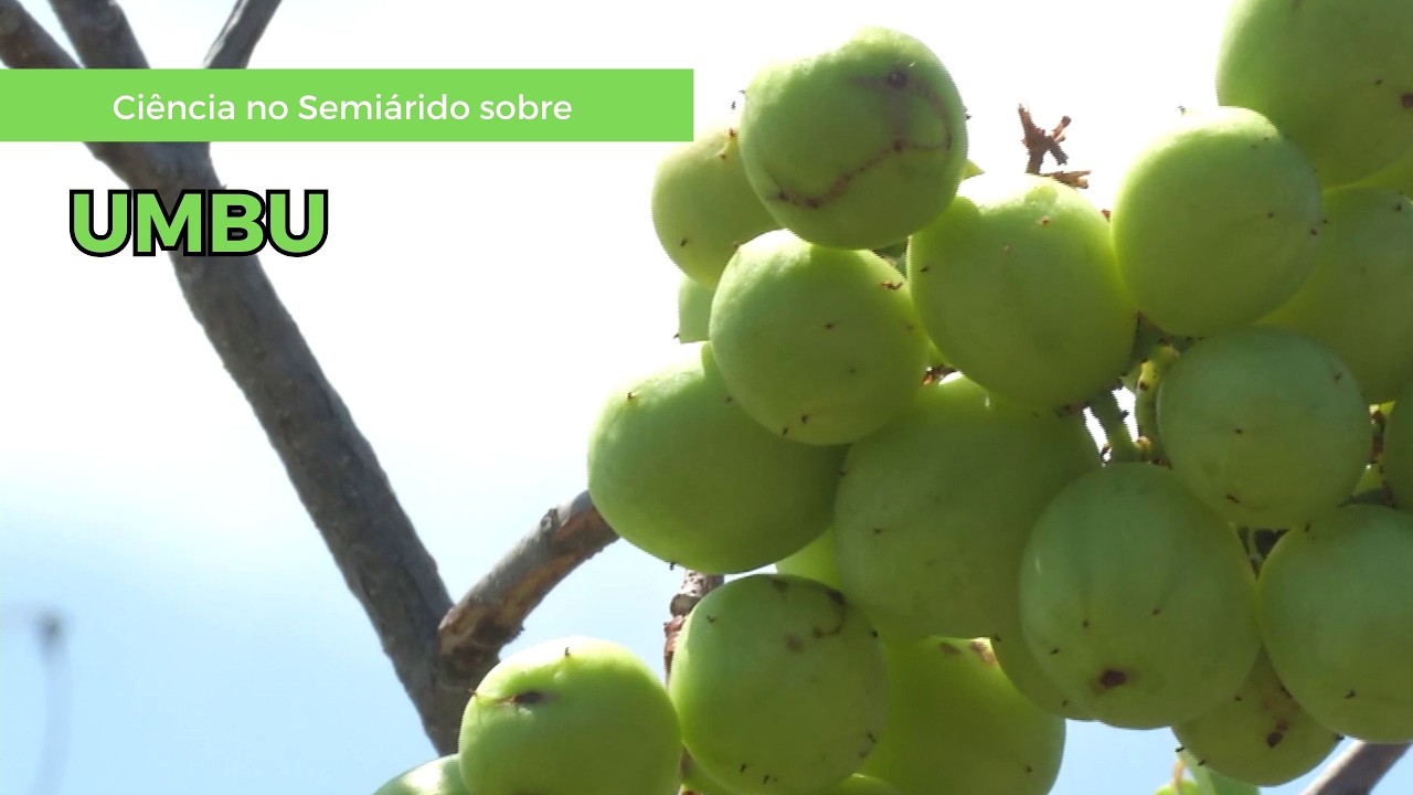 Ciência no Semiárido sobre o umbu