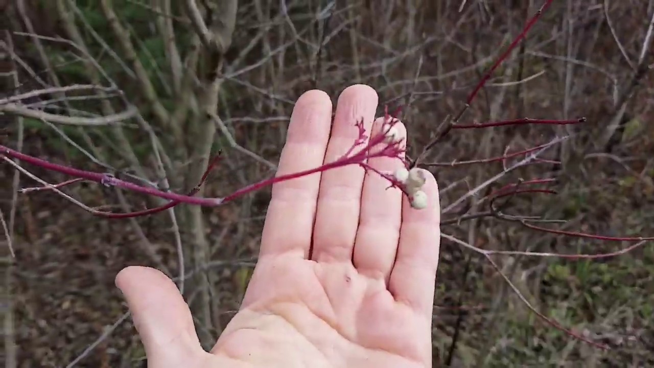 Important Bird Food: Rough-leaf and Silky Dogwood
