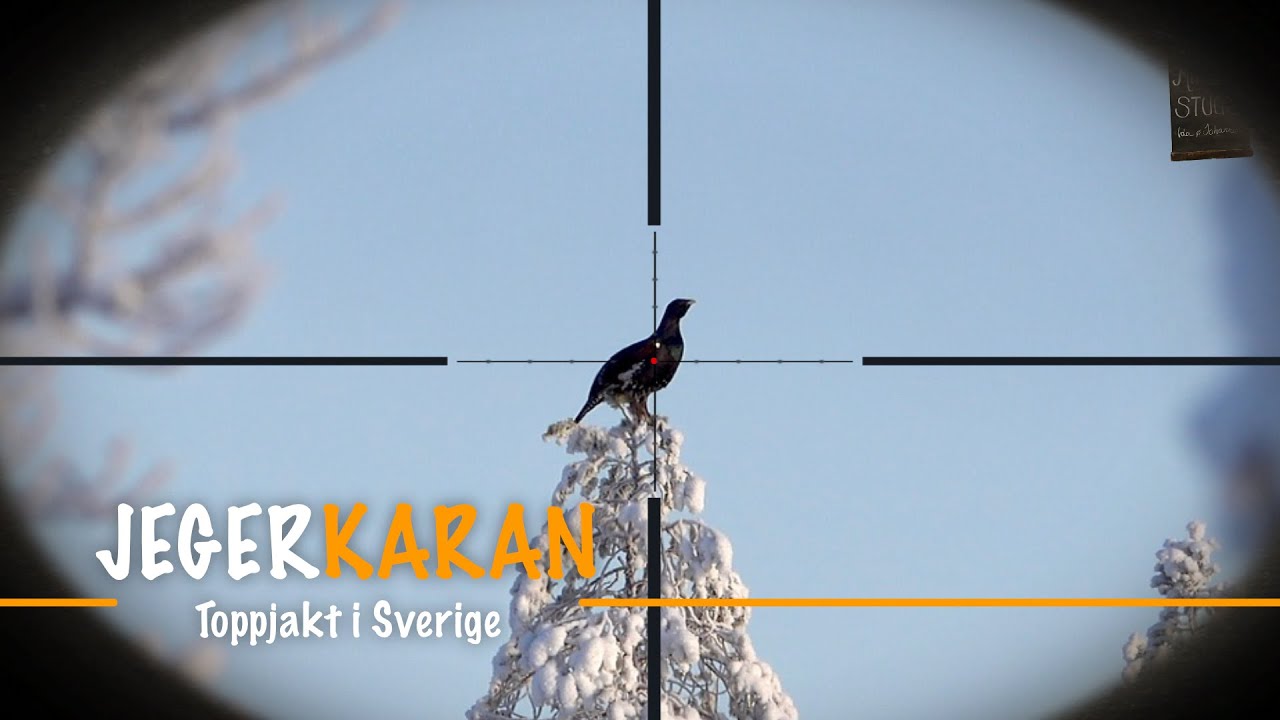 Toppjakt i Sverige l Capercaillie hunting