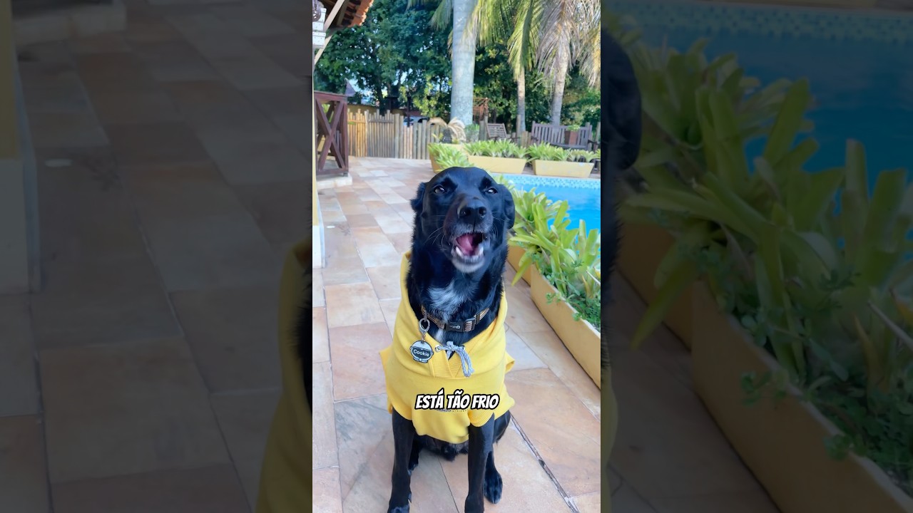 COBERTOR COM COBERTA   #cachorro #cachorros #cachorrosengra&ccedil;ados