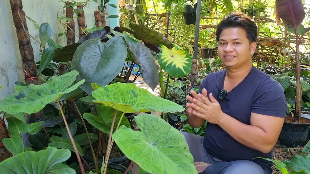 Light tips for Colocasia @thefirstplant