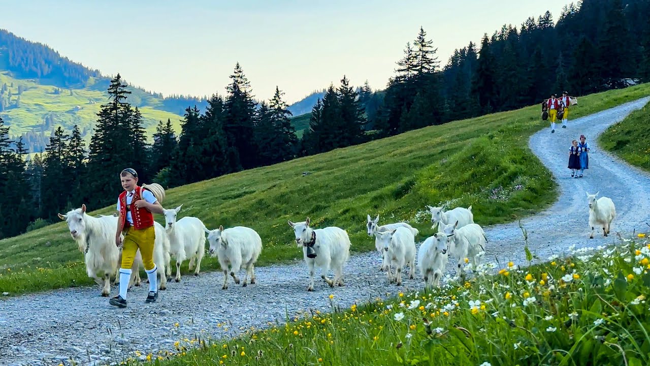 [Part 2] Alpine Cattle Drive to Alp Soll | Brülisau – Ruhsitz – Appenzell, Switzerland