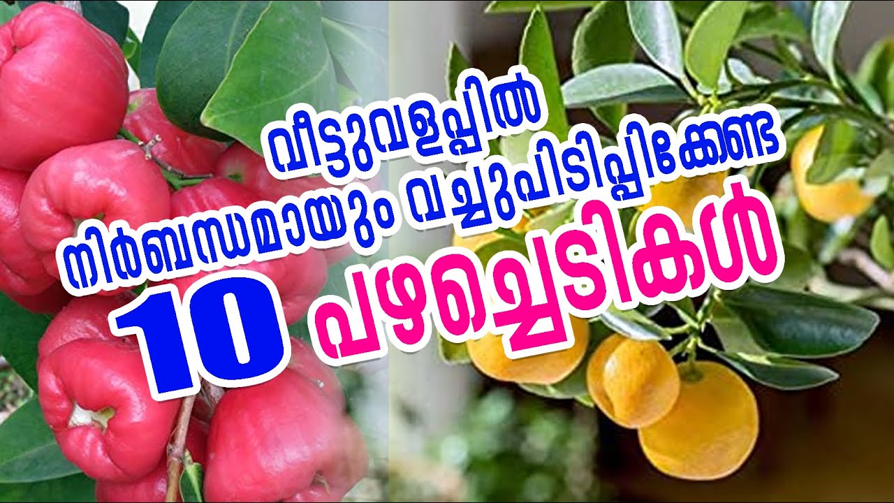 Top 10 Fruit plants at Home, വീട്ടില്&zwj; നിര്&zwj;ബന്ധമായും വച്ചിരിക്കേണ്ട 10 പഴചെടികള്&zwj;, Kerala Fruits