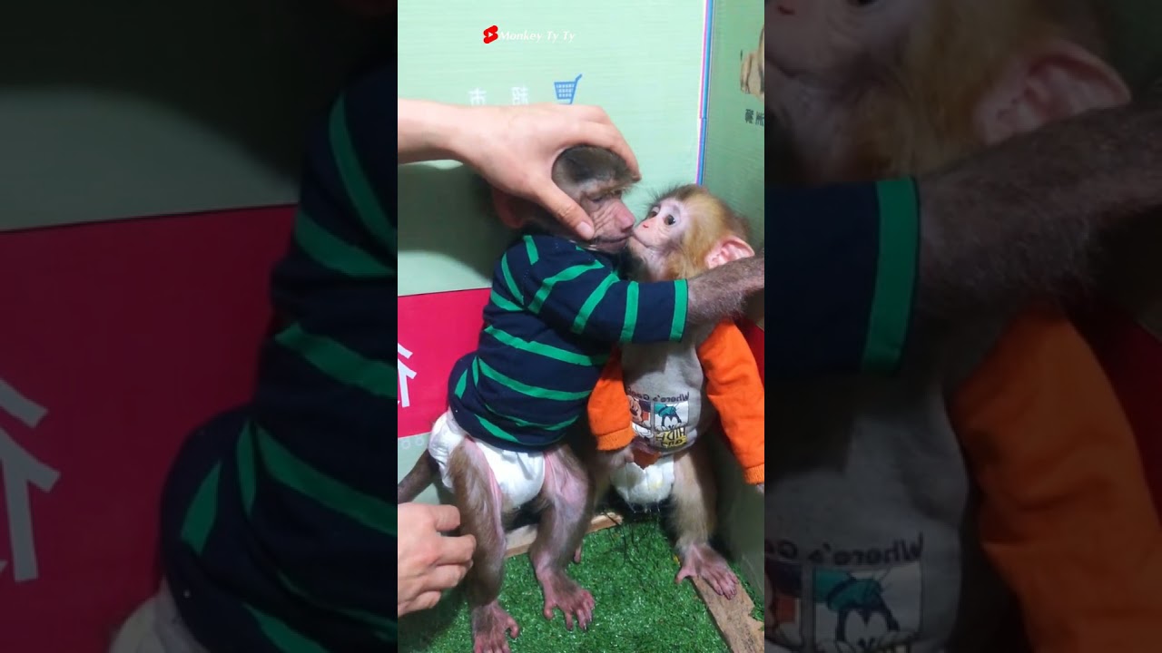 Monkey wildlife|Caring for Wildlife Macaques#Short#Shorts