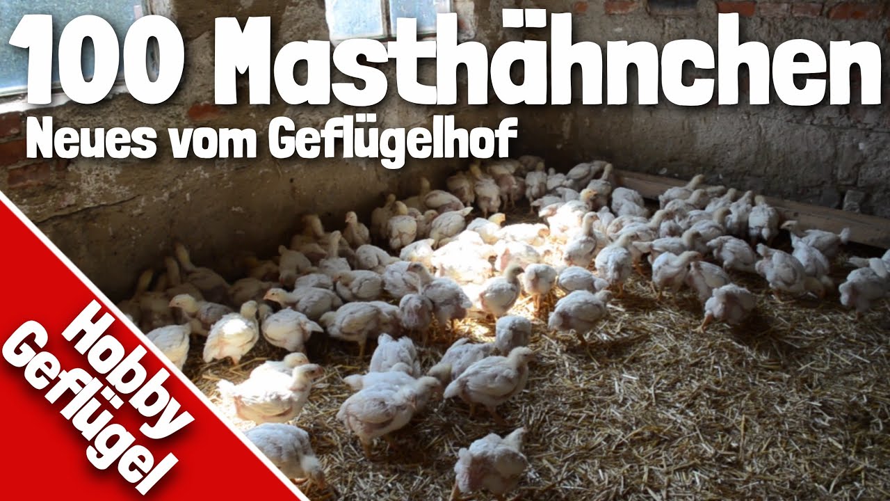 100 Masthähnchen in der Freilandhaltung und Dieselheizung | Neues vom Geflügelhof