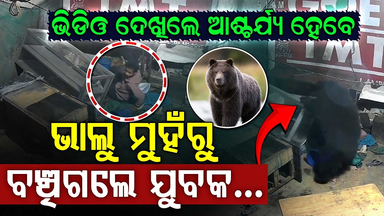 ଭାଲୁ ପାଖରେ ୪ ମିନିଟ୍‌! ନିଶ୍ୱାସ ବନ୍ଦ କରି ବଞ୍ଚାଇଲେ ଜୀବନ || Bear Attacks Shop! || Argus Digital