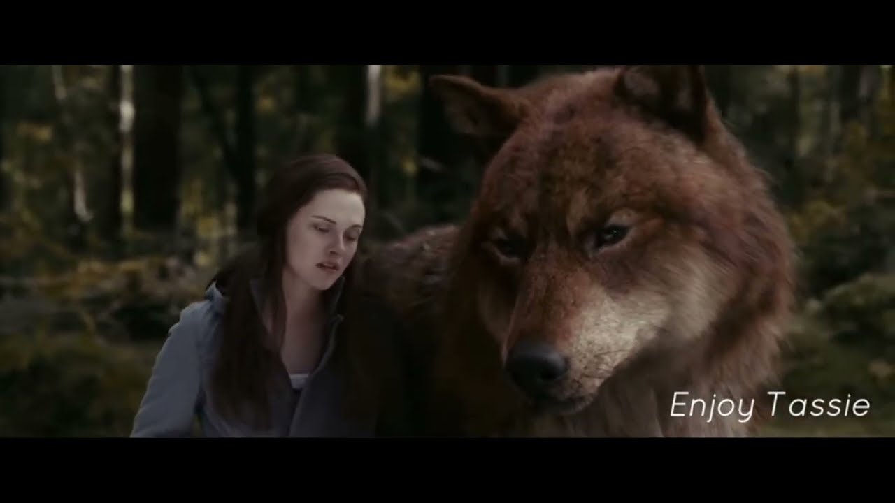 Twilight wolves-she knows