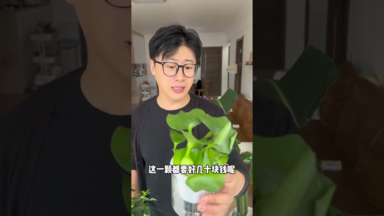当北方人在南方养绿植，南北的绿植差异也太大了！ 南北方的绿植差异到底有多大！北方人眼里的宝在南方咋就这么不值钱！凤眼莲这
