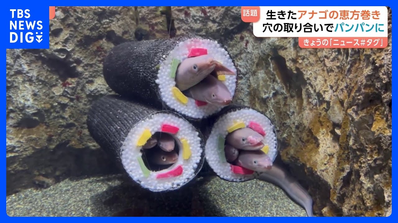水族館で「アナゴの恵方巻」が話題に!&nbsp;太巻きのなかはアナゴでぎゅうぎゅう　まるで満員電車!?　強引に入るアナゴや&hellip;断念するアナゴも&hellip;｜TBS&nbsp;NEWS&nbsp;DIG