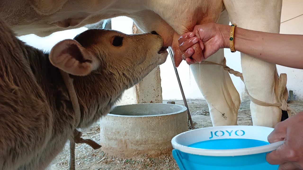 Village Life me sham ke samay Desi Cow Milking