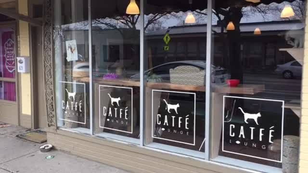 Catfe lounge in Ferndale offers activities with cats