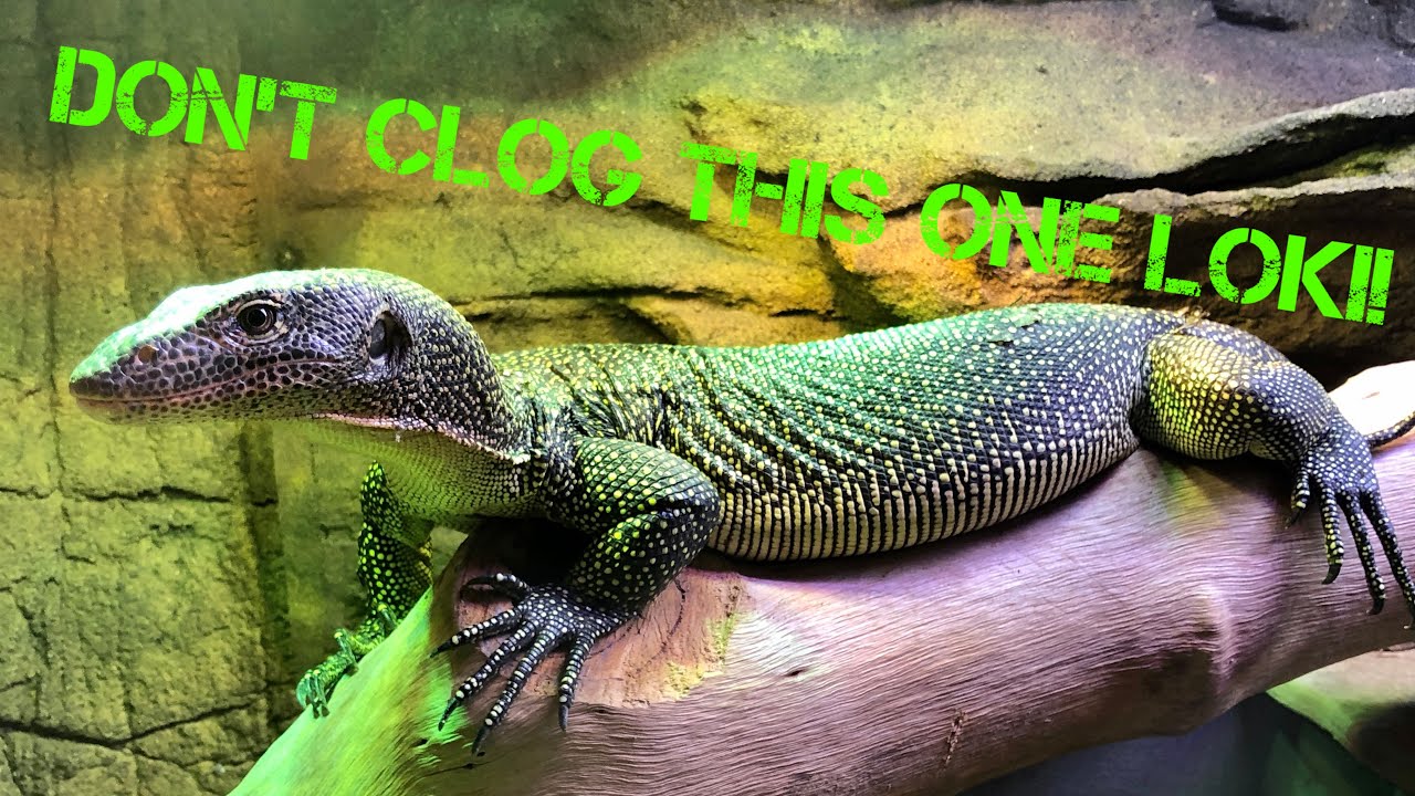 Loki Get A New Filter! ~ Pond One Claritec 5000