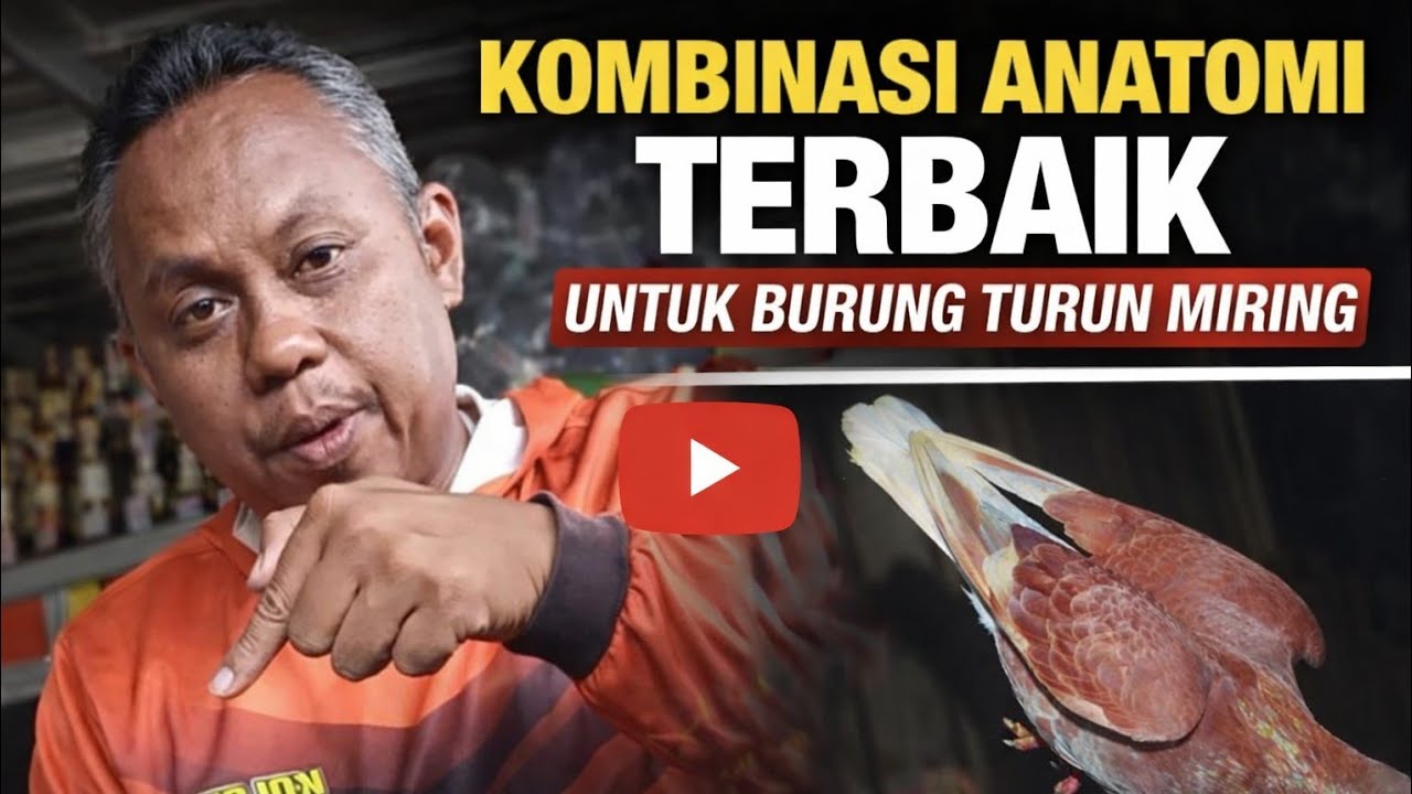 Kombinasi anatomi terbaik untuk burung merpati turun miring