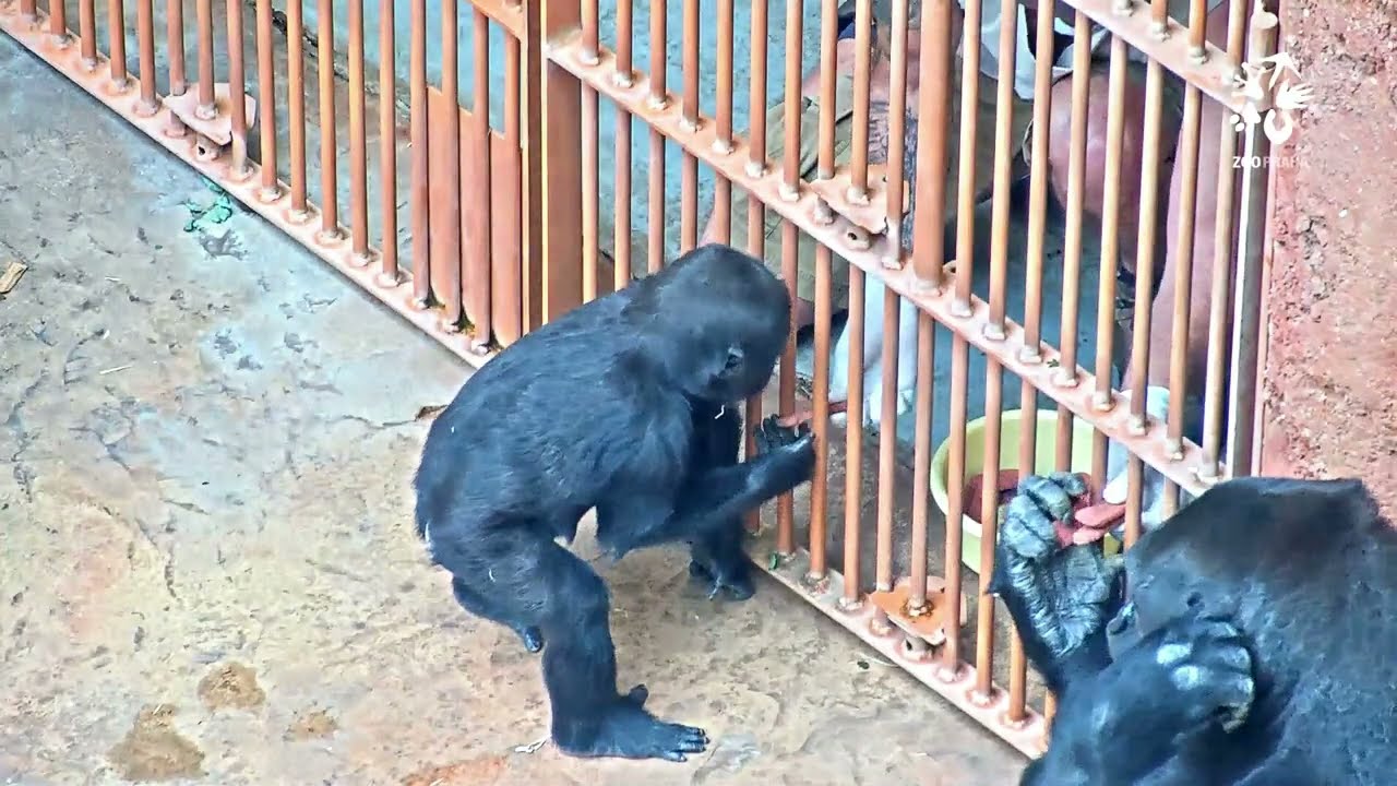 Gorily v Zoo Praha a jejich chovatelé