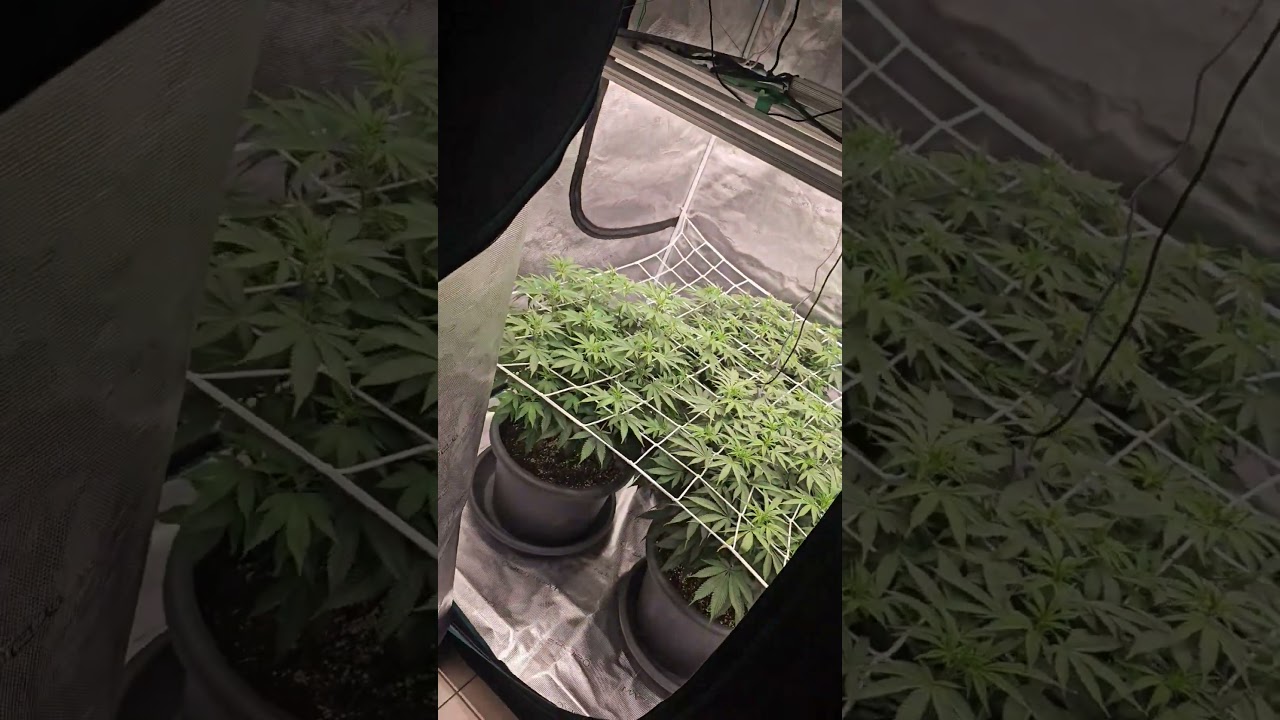 Super Lemon Haze by Greenhouse Seeds#indoor #greenhouse #lemon #smoke #bobmarley #reggae #weedzao