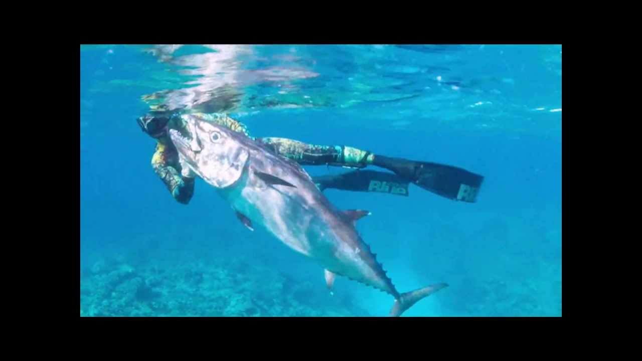Thon a dent de chien de 65 kg,chasse sous marine en nouvelle caledonie