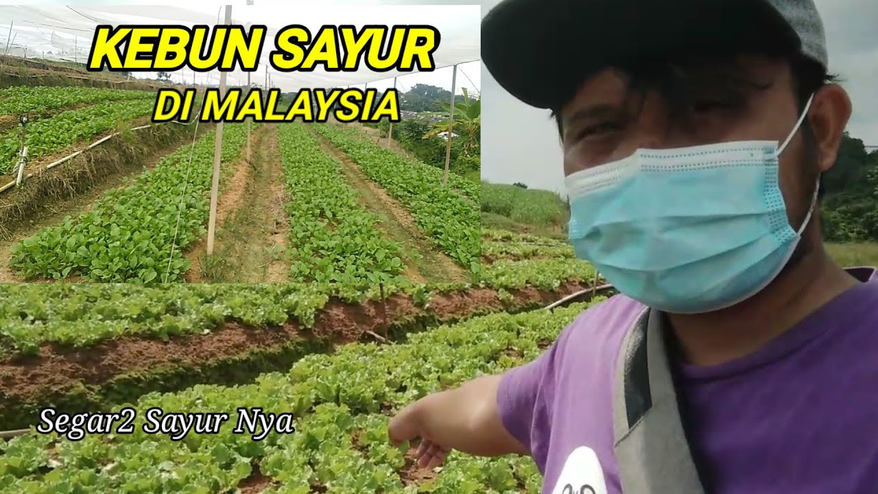 KEBUN SAYUR DI MALAYSIA
