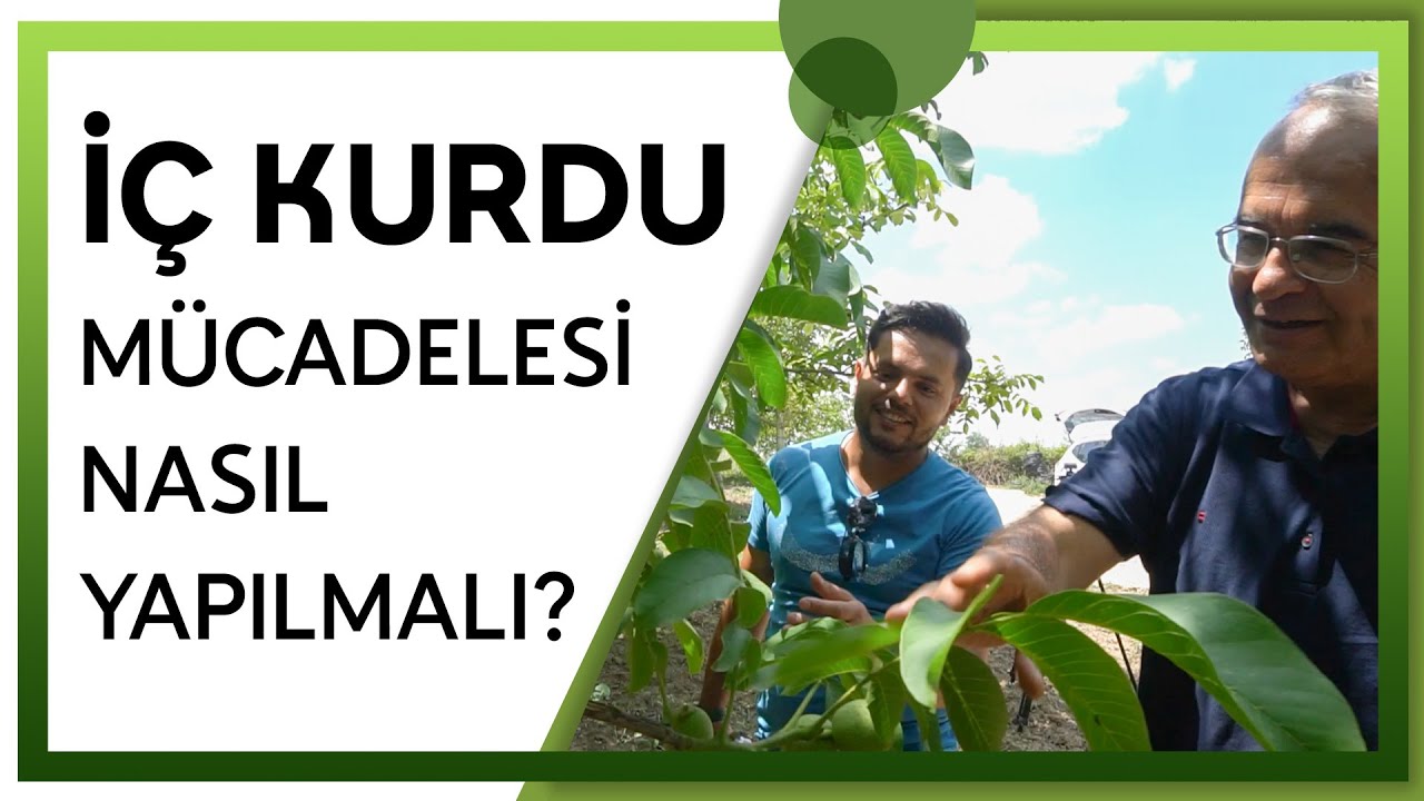 CEVİZDE İÇ KURDU İLAÇLAMASI NE ZAMAN BİTER?