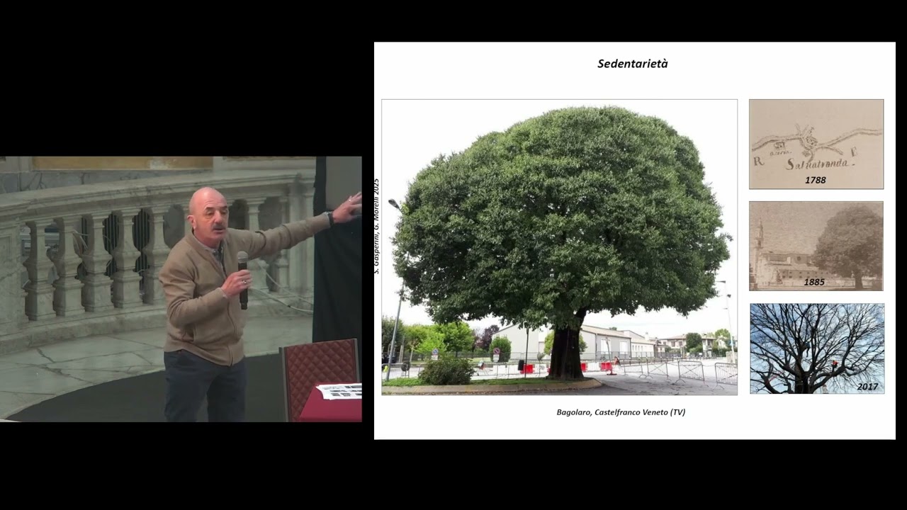 Alberi monumentali, tra natura e cultura - Stefania Gasperini e Giovanni Morelli