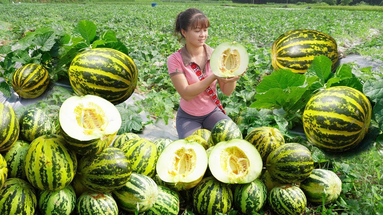 Harvesting Melon Go To Market Sell, Weeding Preparing Harvest Rice | Phương - Free Bushcraft