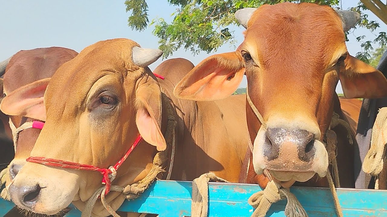 cow unloading, big cow, animal videos, cow videos, biggest cow in bangladesh 