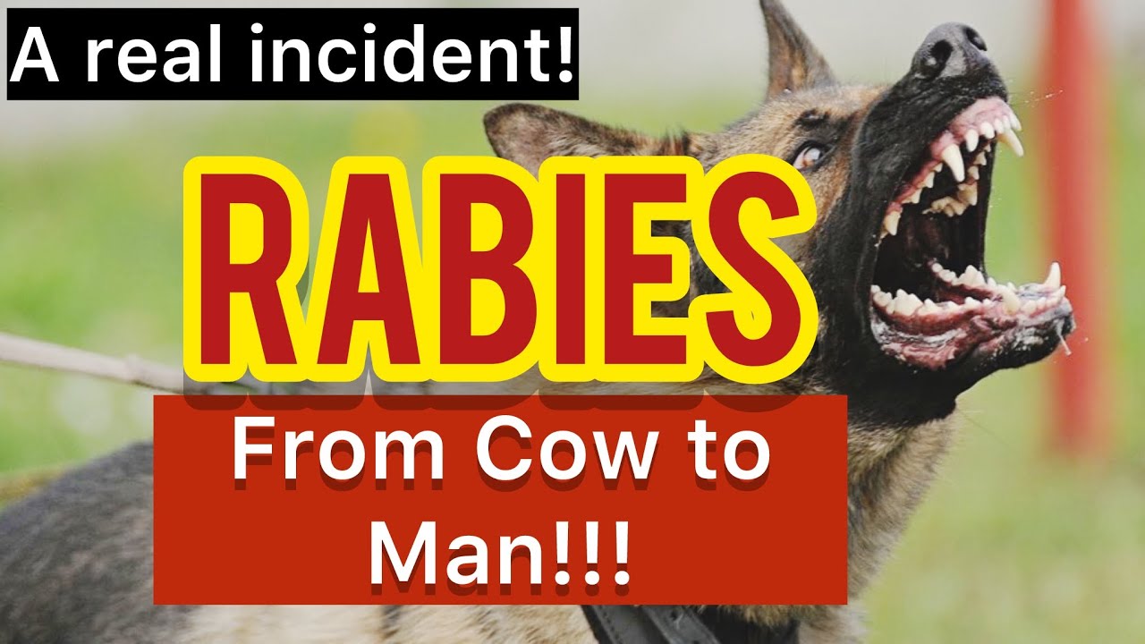 Dog Bite Rabies: Spread to Cow and then to the Cow's Owner