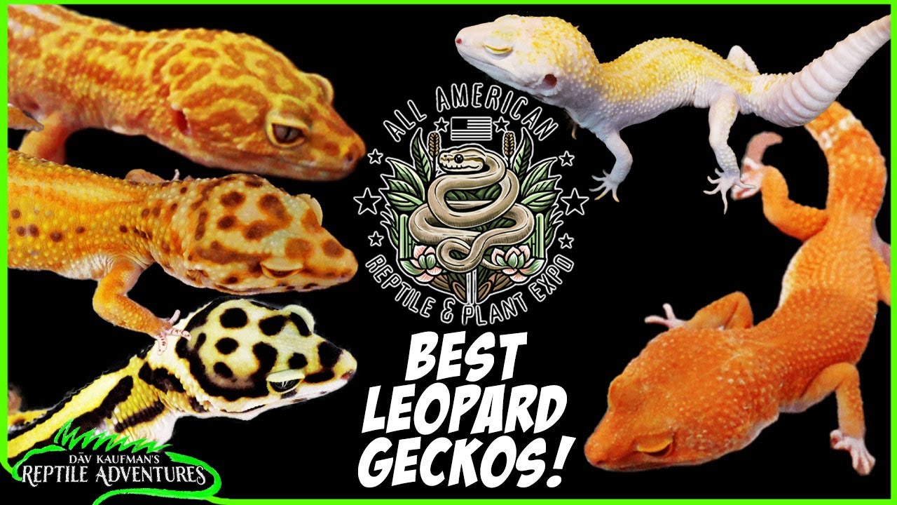 BEST LEOPARD GECKOS AT THE ALL AMERICAN REPTILE & PLANT EXPO! (April, 2025)