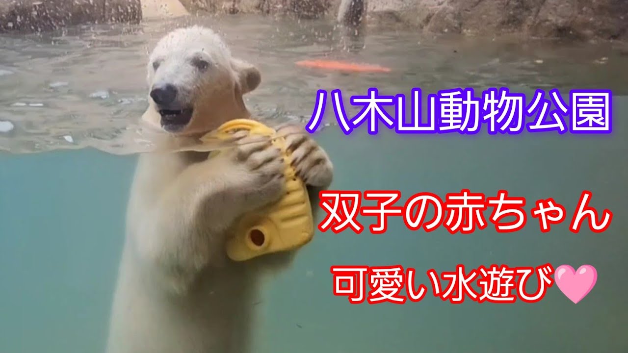 #ホッキョクグマ 双子の赤ちゃん展示19日目 #こぐま 可愛い水遊び  #八木山動物公園 #注目の話題 #仙台