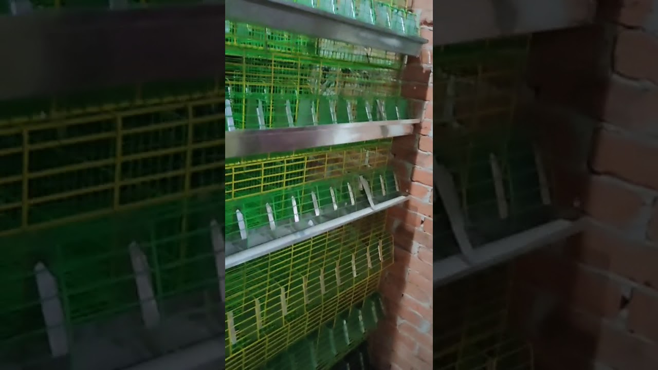 مصنع الفتح لبطاريات الارانب والدواجن والحمام  ت/01065741676