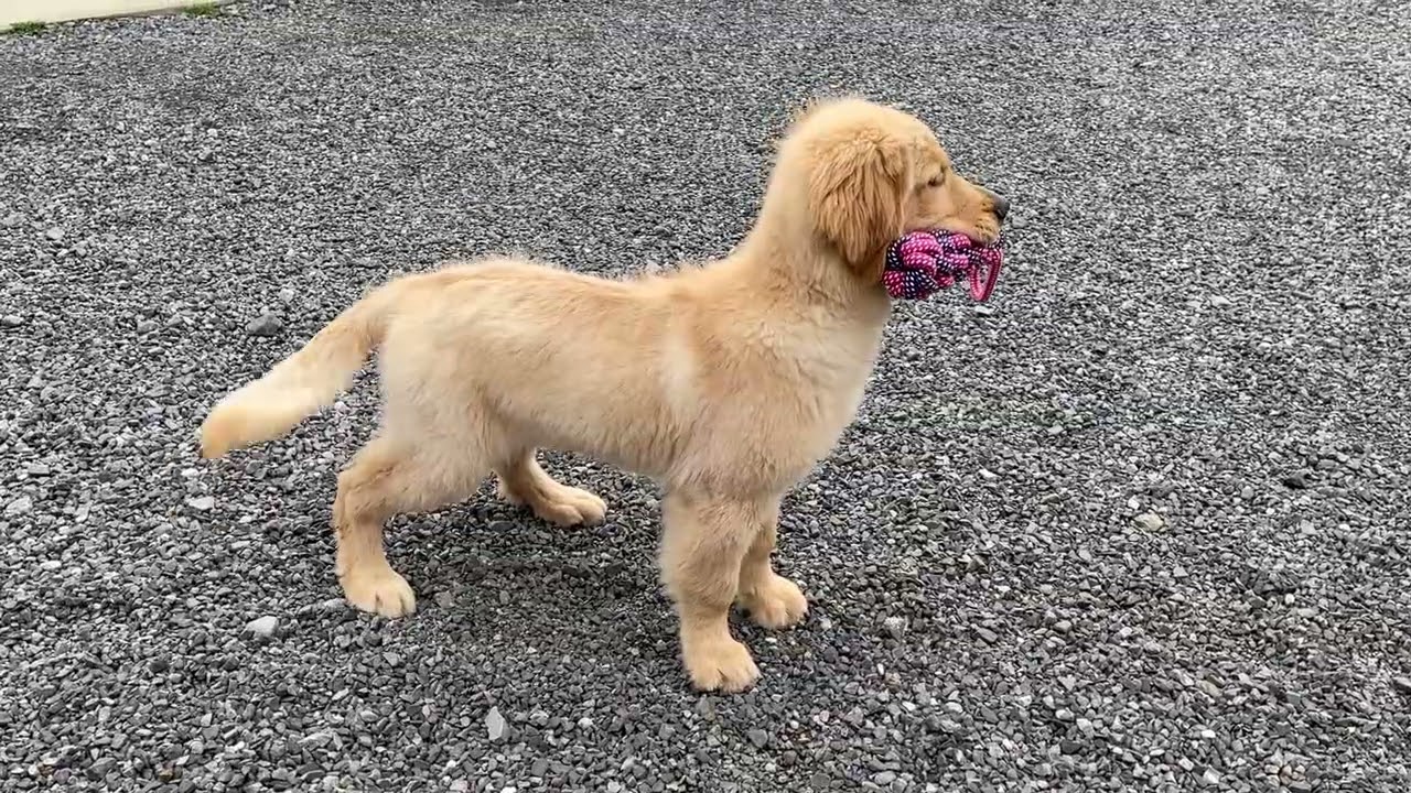 レイアの子犬　71番君　2026.2.27撮影