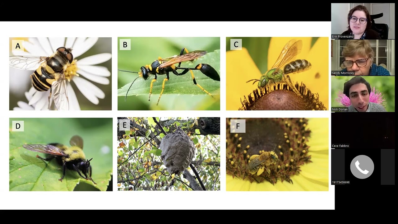 The Secret Lives of Wild Bees