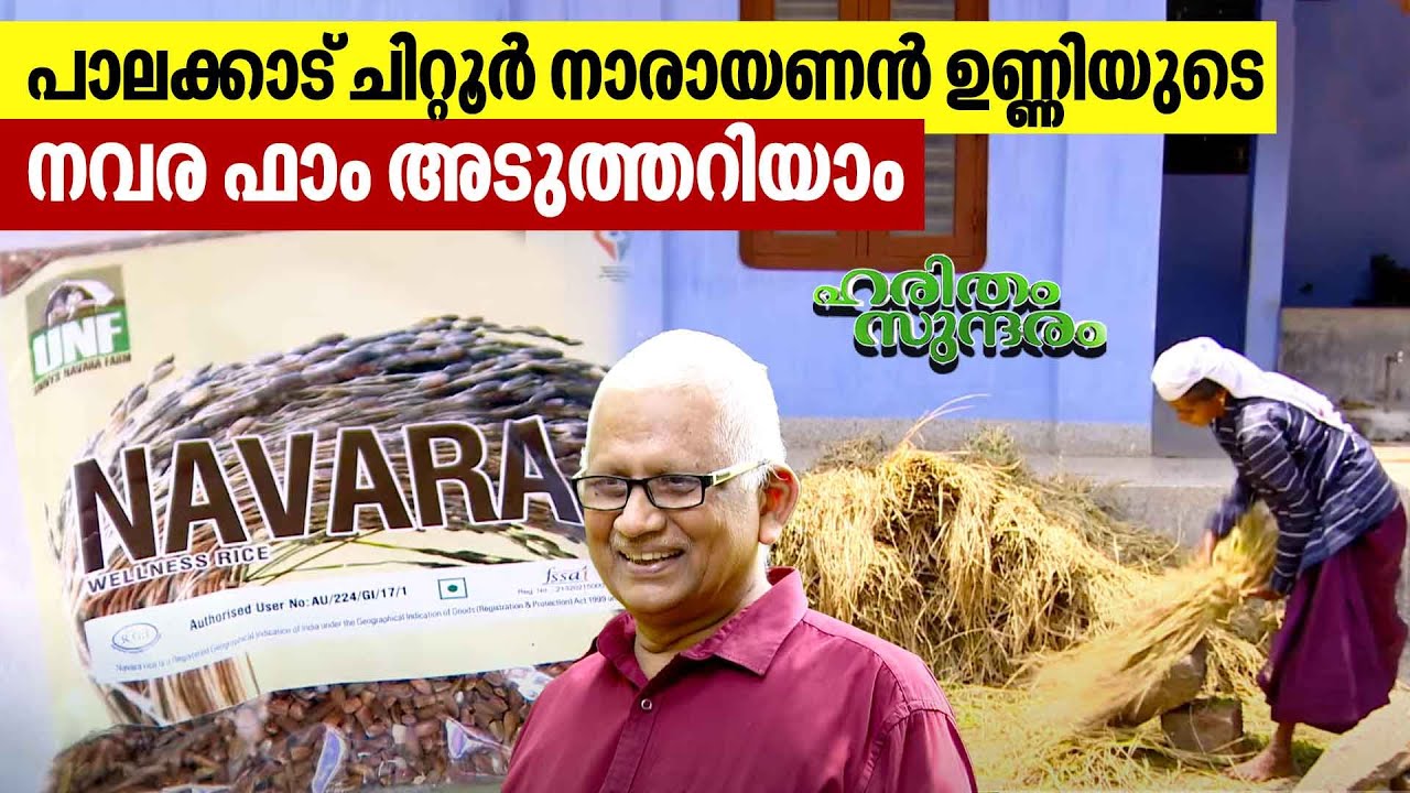 ലോകത്തിലെ ഏറ്റവും വലിയ നവര നെല്ലിന്റെ കലവറ | Narayanan Unni | Navara rice | Haritham Sundaram EP 455