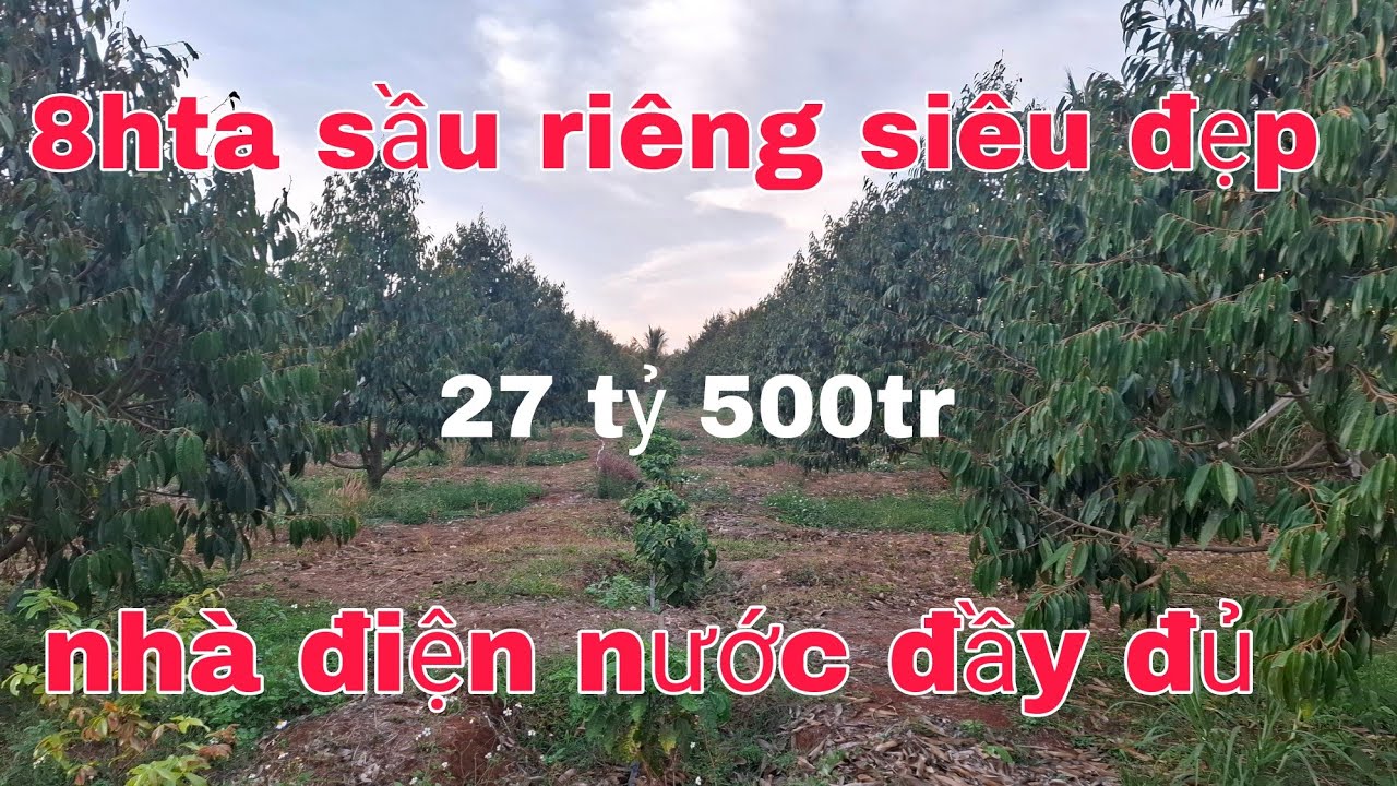 Cần bán 8hta sầu riêng cực đẹp nhà điện nước đầy đủ sầu đang vô kinh doanh 0905351444