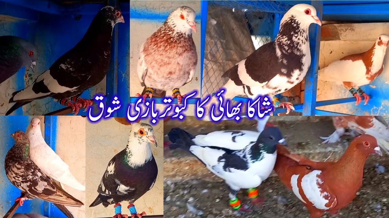 Shaka Bro, Pigeon Hobby | Kabootar Bazi | Pigeon Keeping | Kabootar | Pigeon