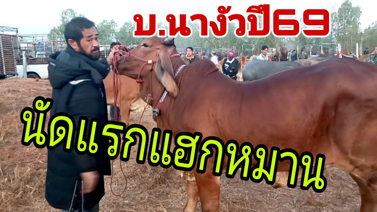เปิดศักราชปี69 วัวงามมาเลยนัดแรกของสนามบ้านนางัว อาทิตย์ 4 ม.ค.69 