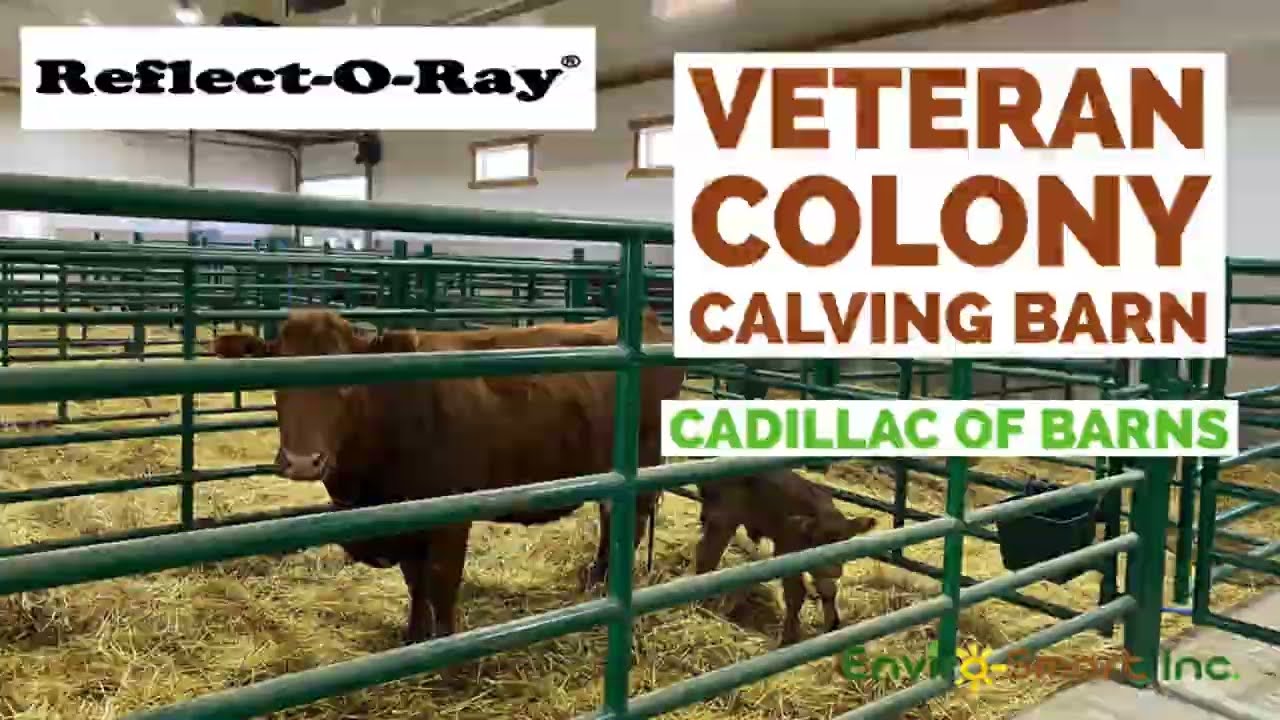 Veteran Colony Calving Barn with Reflect-O-Ray (Beautiful Barn)