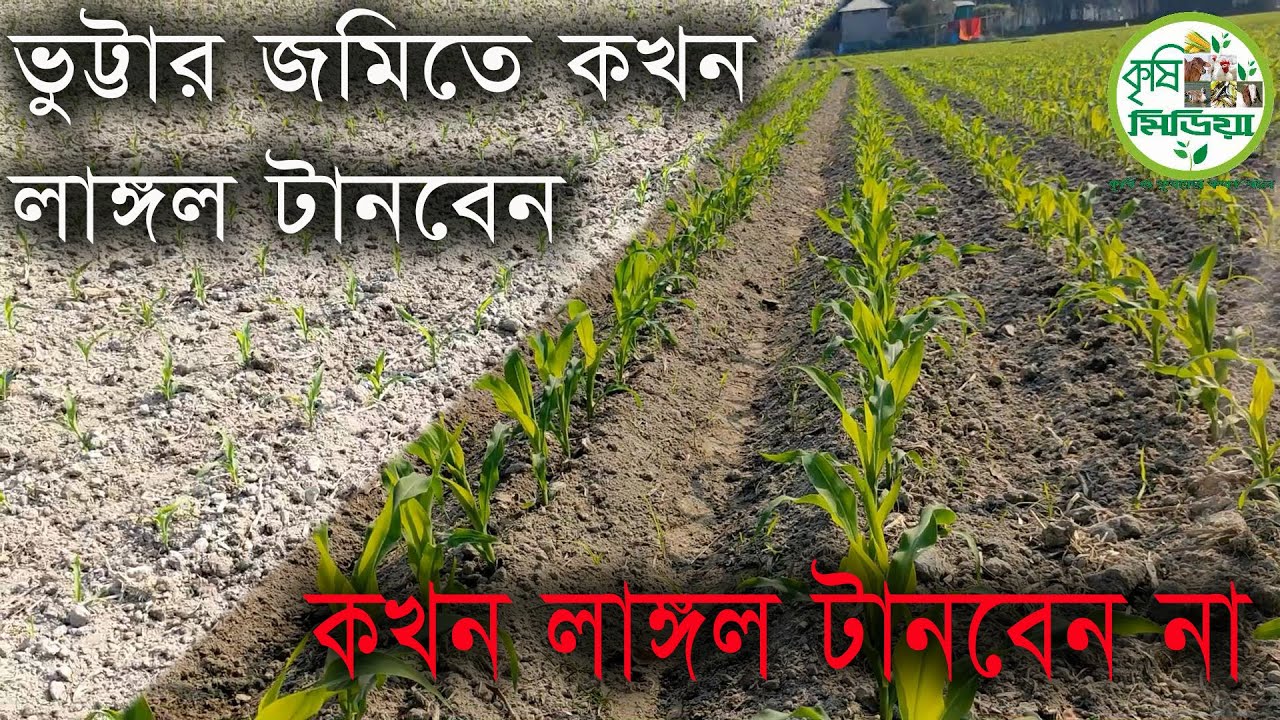 ভুট্টা জমিতে কখন লাঙ্গল টানবেন কখন টানবেন না। Corn Cultivation = পাট-১৭