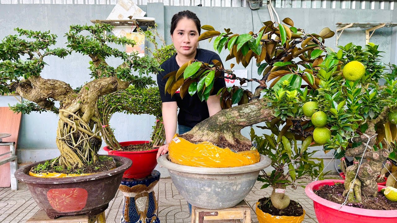 Thúy An 21/10 mua bán bonsai - Cần Cù, Vú Sữa, Linh Sam, Mai Lùn Lực, Mận & kiểng hình thú