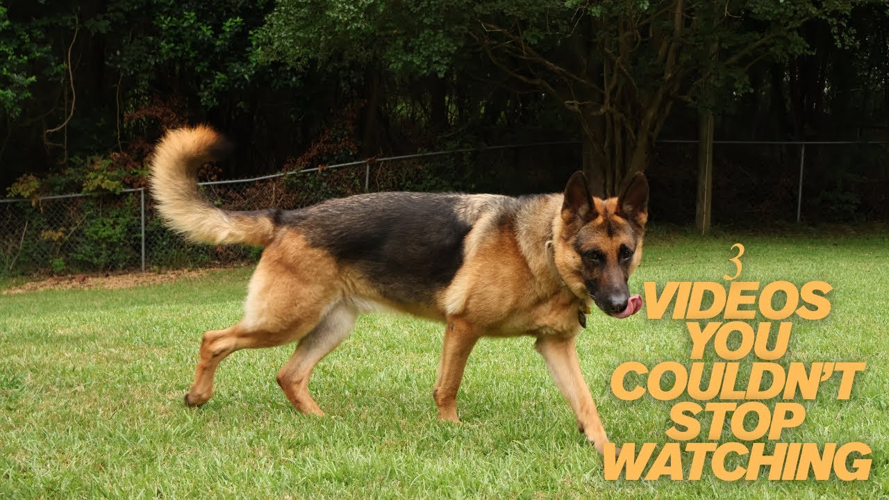 Most Watched German Shepherd Training Tips