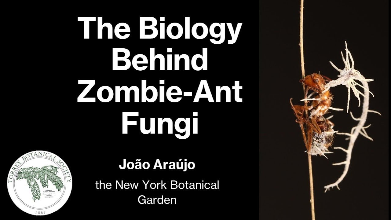 The Biology Behind Zombie-Ant Fungi